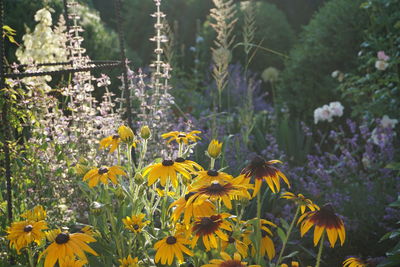 Close-up of yellow flowering plants