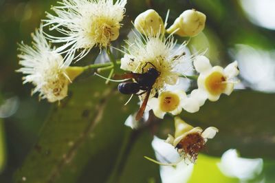 Close-up of bee on white flowers