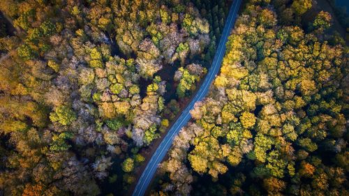 High angle view of trees during autumn