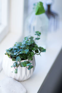 Close-up of potted plant on table