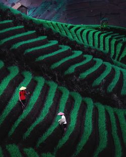 High angle view of rice field