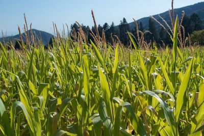 Close-up of fresh corn field against clear sky