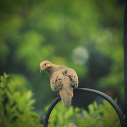 Bird perching on a branch