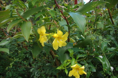 Close-up of yellow flower