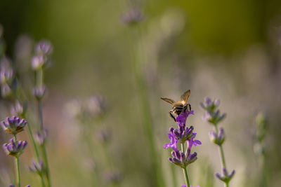 Close-up of insect on purple flower