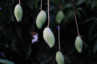 Close-up of fruits growing on plant