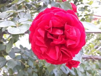 Close-up of pink rose