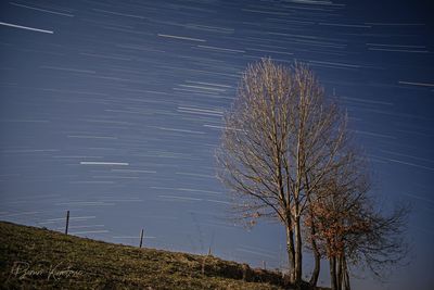 Bare tree on field against sky