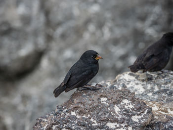 Close-up of bird perching on rock