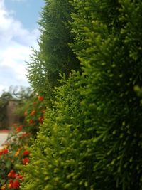 Low angle view of pine tree