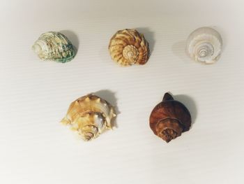 High angle view of shells on table