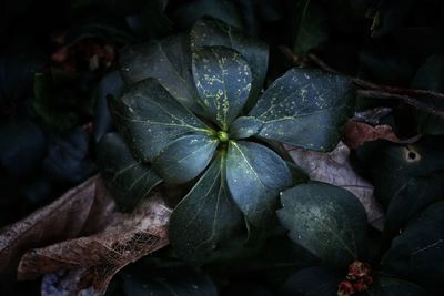 Close-up of flower blooming outdoors