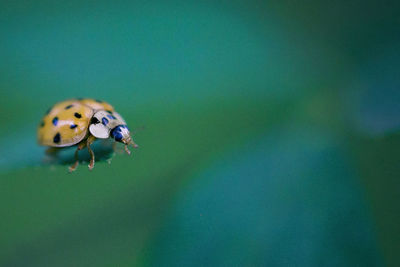 Close-up of ladybug on leaf