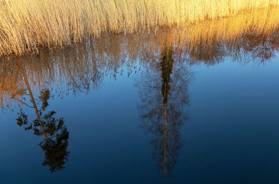 Reflection of trees on lake