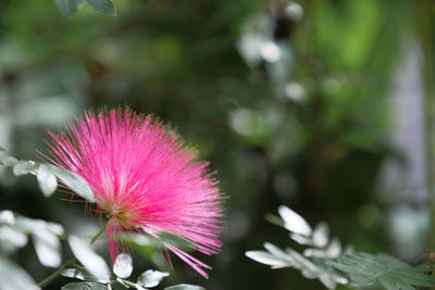 Close-up of pink flowering plant