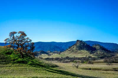 Scenic view of landscape against clear blue sky