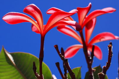 Close-up of red flowering plant against blue sky