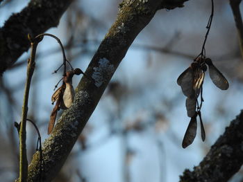 Close-up of insect perching on branch