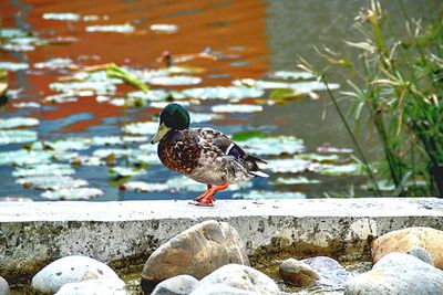 Close-up of bird perching on rock