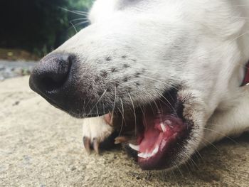 Close-up of dog yawning