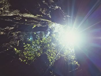 Low angle view of trees against sky