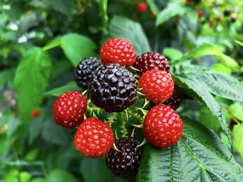 Close-up of strawberries