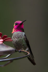 Close-up of bird perching