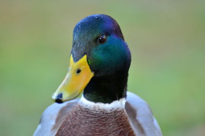Close-up of bird against blurred background