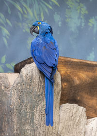 Close-up of bird perching on rock