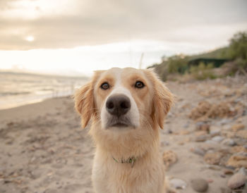 Close-up portrait of a dog on beach