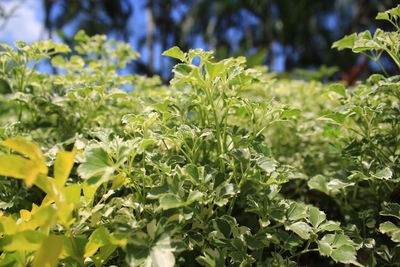 Close-up of flowering plant leaves