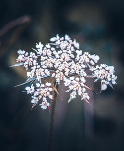 Close-up of cherry blossom