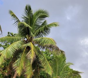 Low angle view of palm tree against sky