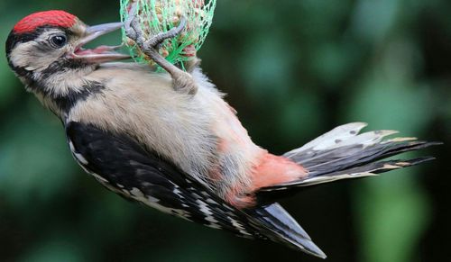 Close-up of bird perching on tree