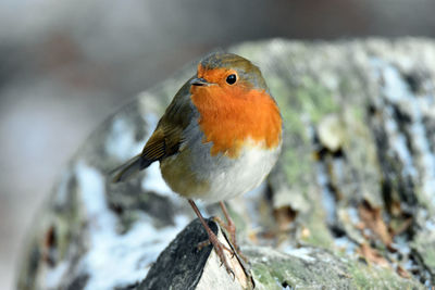 Close-up of robin bird