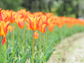 Close-up of orange flowering plants on field