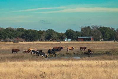 Cows drinking at the pond