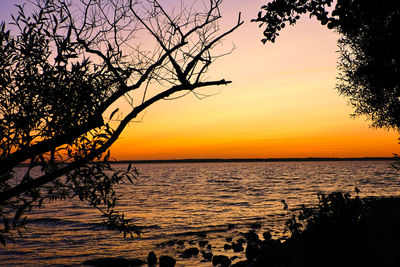 Silhouette tree by sea against sky during sunset