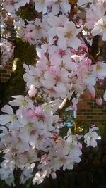 Pink flowers blooming on tree