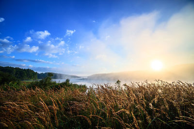 Scenic view of field against sky