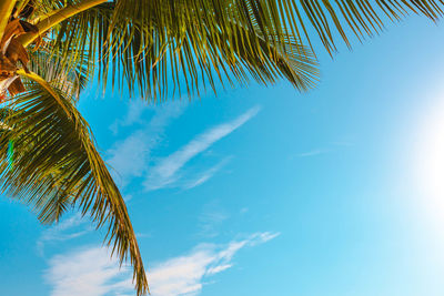 Low angle view of coconut palm tree against blue sky