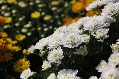 The white chrysanthemum flowers in the garden.