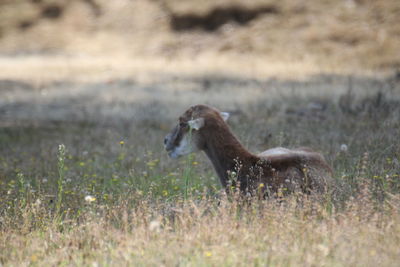 View of lizard on land
