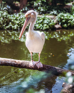 A white pelican bird sits perched in n a tree branch above the river 