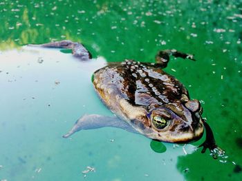 Close-up of turtle swimming in water