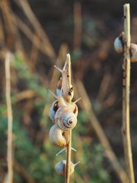 Close-up of snail on plant