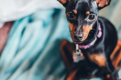 Close-up portrait of dog sitting on bed at home