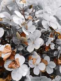 Close-up of white flowers blooming on tree