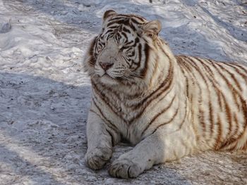 Tiger in zoo