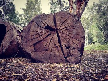 Close-up of tree stump on field